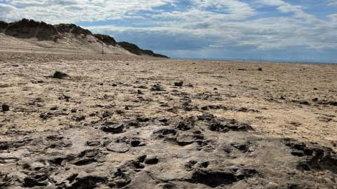 A footprint bed from the Mesolithic about 8500 years ago covered in red deer hoofprints at Formby beach, UK. (Jamie Woodward)